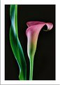Picture Title - Pink & Green
