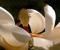 Picture Title - Magnolio