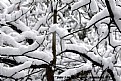 Picture Title - " Snow 2  Inches On Limbs ",