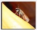 Picture Title - Alien Bee