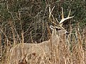 Picture Title - Non Typical Buck