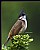 B118 (Red-wiskered Bulbul)