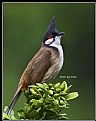 Picture Title - B118 (Red-wiskered Bulbul)