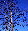 Picture Title - Bare...