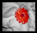 Picture Title - una rosa