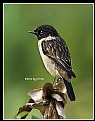 Picture Title - B119 (Siberian Stonechat)