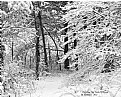 Picture Title - " Walking The Path Of Snow "