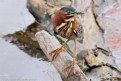 Picture Title - Green  Backed Heron