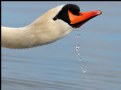 Picture Title - Mute Swan 