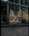 Picture Title - Curiosity shows the cat