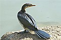 Picture Title - cormorant