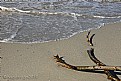 Picture Title - The winter beach