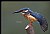 B121 (Common Kingfisher)