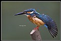 Picture Title - B121 (Common Kingfisher)