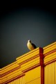 Picture Title - Seagull (I)