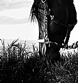 Picture Title - black horse