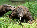 Picture Title - Komodo