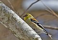 Picture Title - hiding goldfinch