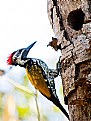 Picture Title - Blackrumped flameback