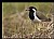 Red Wattled lapwing