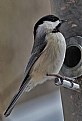 Picture Title - I'm a chickadee and proud of it!