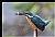 B123 (Common Kingfisher)