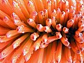 Picture Title - Orange Explosion