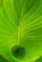 Picture Title - Spiral Leaf
