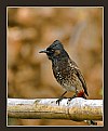 Picture Title - Red Vented Bulbul