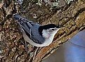 Picture Title - nuthatch