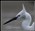 Picture Title - B124 (Littel Egret)