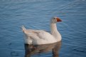 Picture Title - Goose Enjoying a swim
