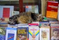 Picture Title - Sleeping on the books (II)
