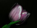Picture Title - Tulip 02