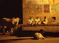 Picture Title - Jaisalmer every night