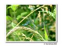 Picture Title - Dragonflies
