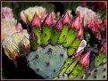 Picture Title - Cactus Buds