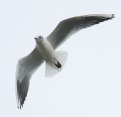 Picture Title - wing span