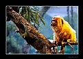 Picture Title - Golden Marmoset (Leontopithecus rosalia)