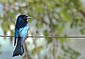 Picture Title - Spangled Drongo