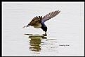 Picture Title - B126 (Barn Swallow)