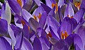 Picture Title - wall to wall crocus