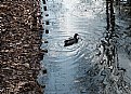 Picture Title - Lonely duck