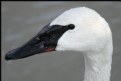 Picture Title - Trumpeter Swan (profile)