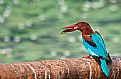 Picture Title - White throated kingfisher