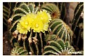 Picture Title - cactus flower