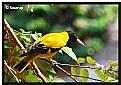 Picture Title - Black Capped Oriole (Holud Pakhi in Bengali)