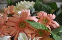 Picture Title - Gerberas