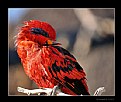 Picture Title - Red Lory (Eos bornea) - 1