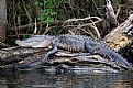 Picture Title - Relaxing in the Sun